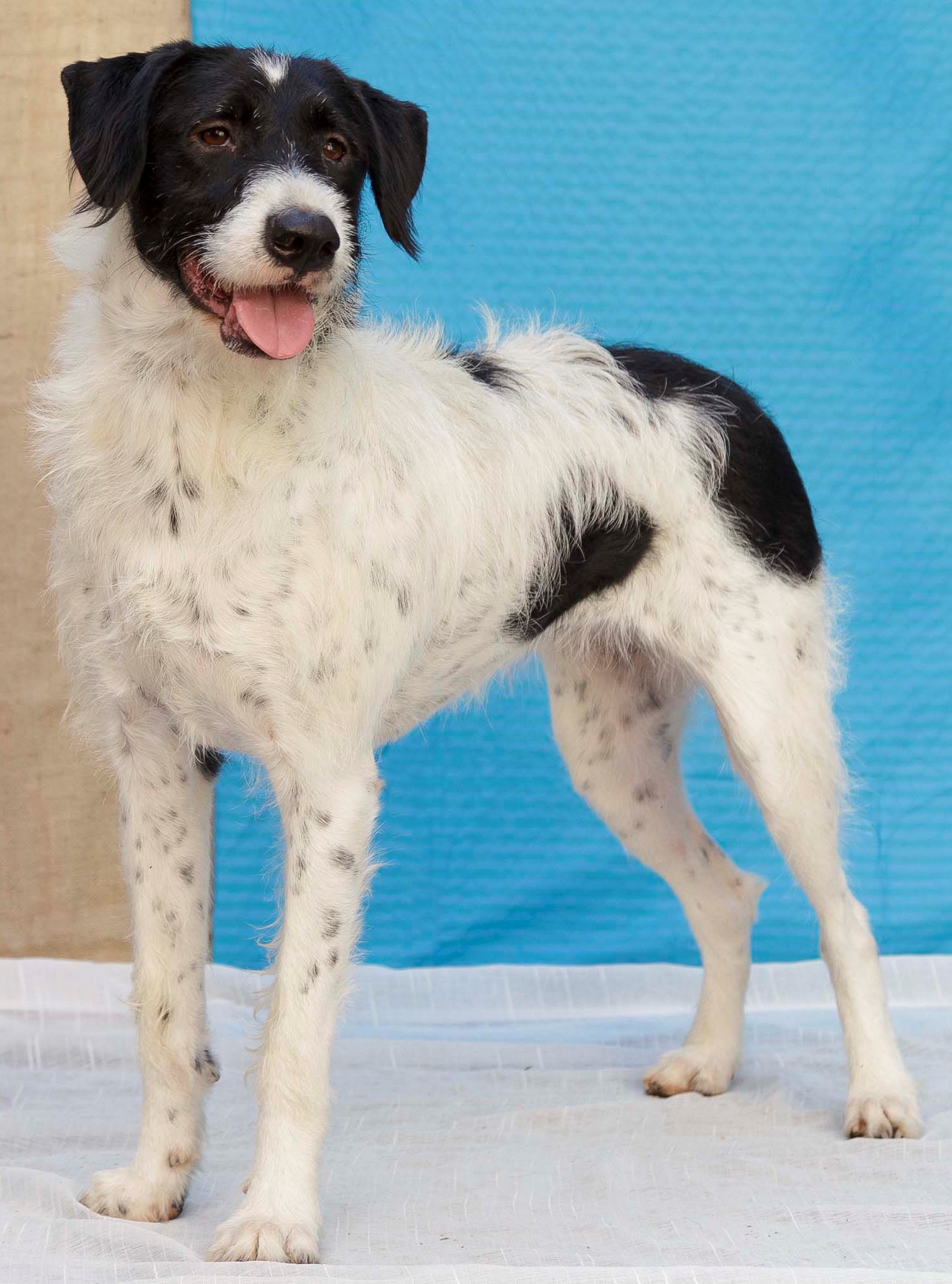 Sol está de pé na frente de uma parede azul. Ela tem o pelo branco com algumas manchas pretos ao longo do corpo e do rosto.