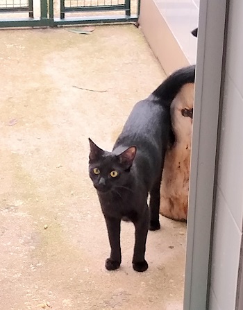 #PraCegoVer: Fotografia do gato Thiago, sua cor é preto e seus olhos são verdes. Esta olhando fixadamente para a camera.