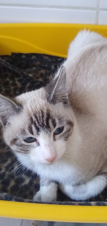 #PraCegoVer: Fotografia do gato Tarcísio, ele tem as cores marrom e branco. Seus olhos são azuis 