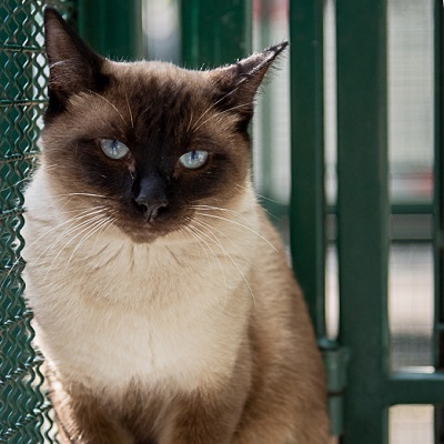 #PraCegoVer: na imagem há um gato siamês de olhos azuis.