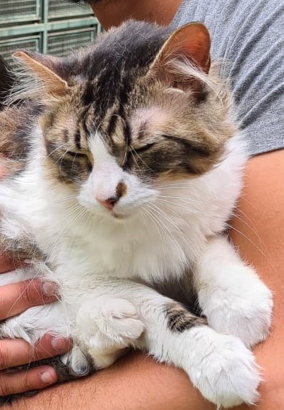 Tatu está nos braços de uma pessoa. O pêlo da barriga é branco e a parte de cima possui pelo rajado.