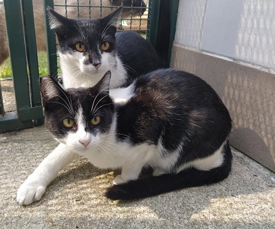 #PraCegoVer: Fotografia da gata Emília, ela tem as cores amarelo.