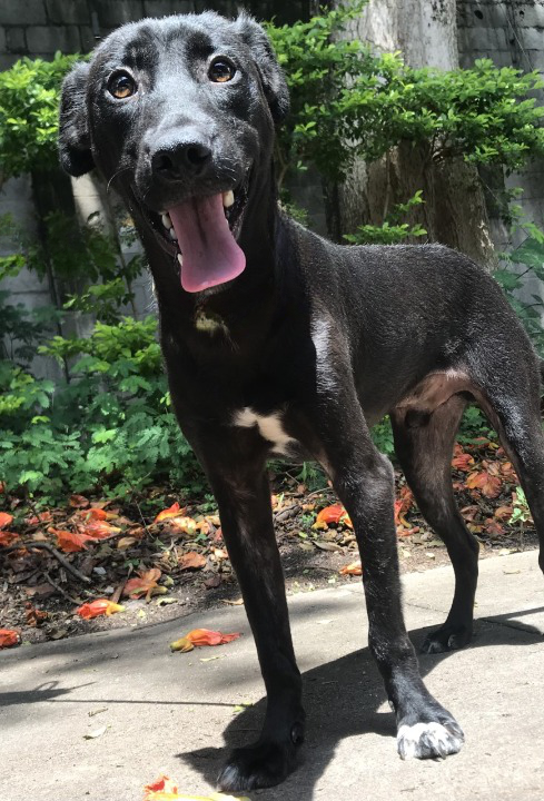 Tizil está de pé em um jardim tomando Sol. Ele tem o pelo escuro e olhos castanhos. Tizil está com a língua de fora para a foto.