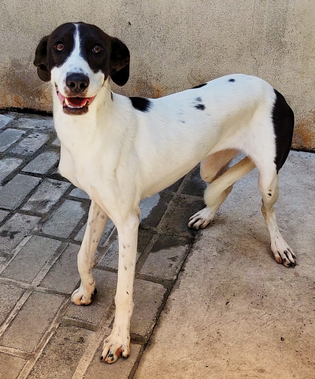 Trinity possui pelo branco com manchas na cor preta nas orelhas, no rosto e na parte inferior do tronco. Ela está de pé com a boca aberta. 