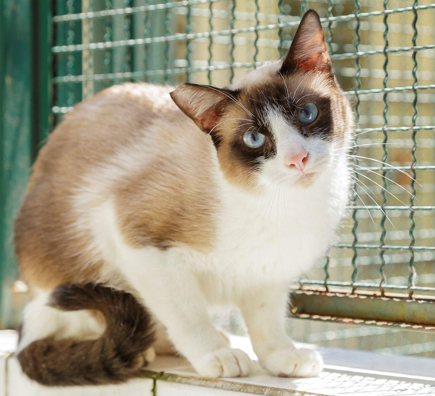 Tyson possui pelo marrom escuro e marrom claro, com manchas brancas na região do focinho, do pescoço e das patas. Ele possui olhos azuis e está olhando para câmera.