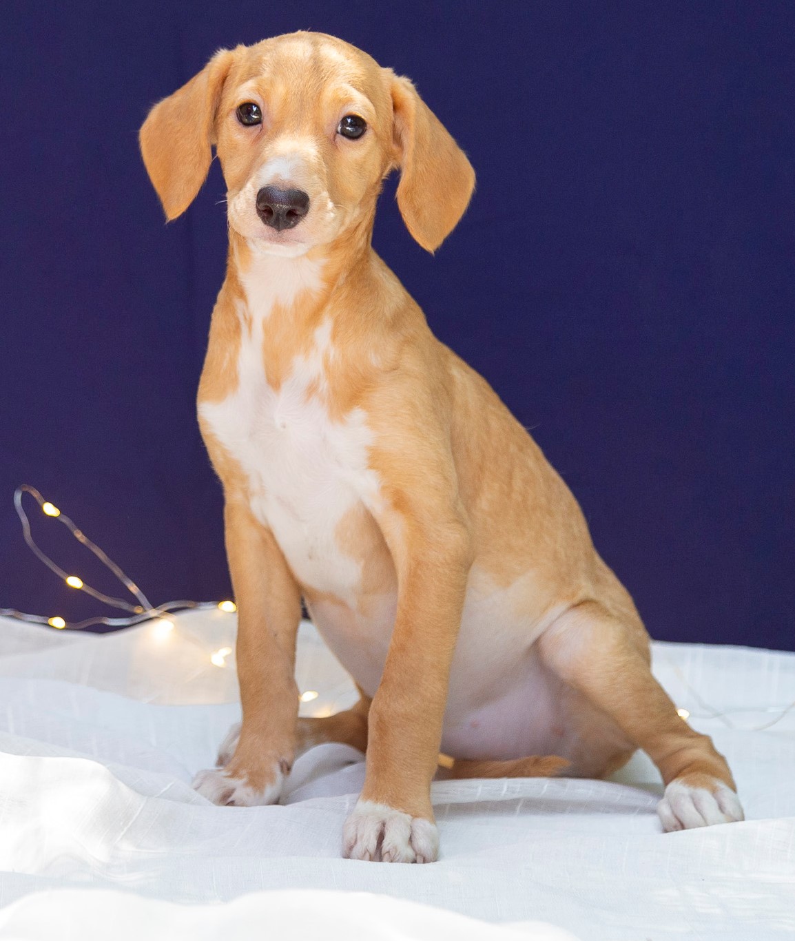 Veneza é uma cachorrinha de pelo alaranjado. Na imagem, ela está sentada de frente para a foto. Atrás há uma parede azul escuro.