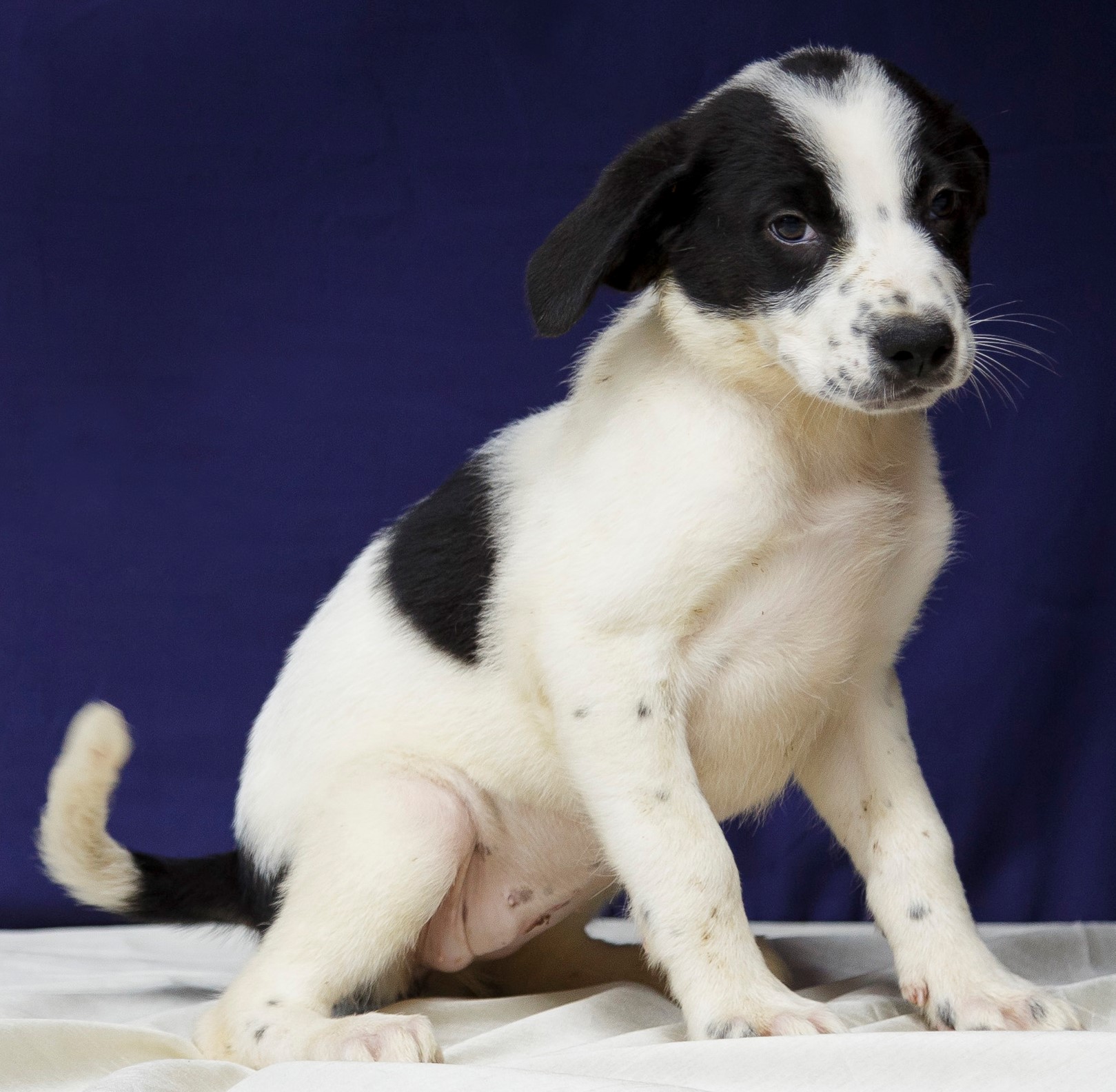 Vivi tem o pelo branco com algumas manchas na cor preta, Ela está sentada em frente a um fundo azul escuro.