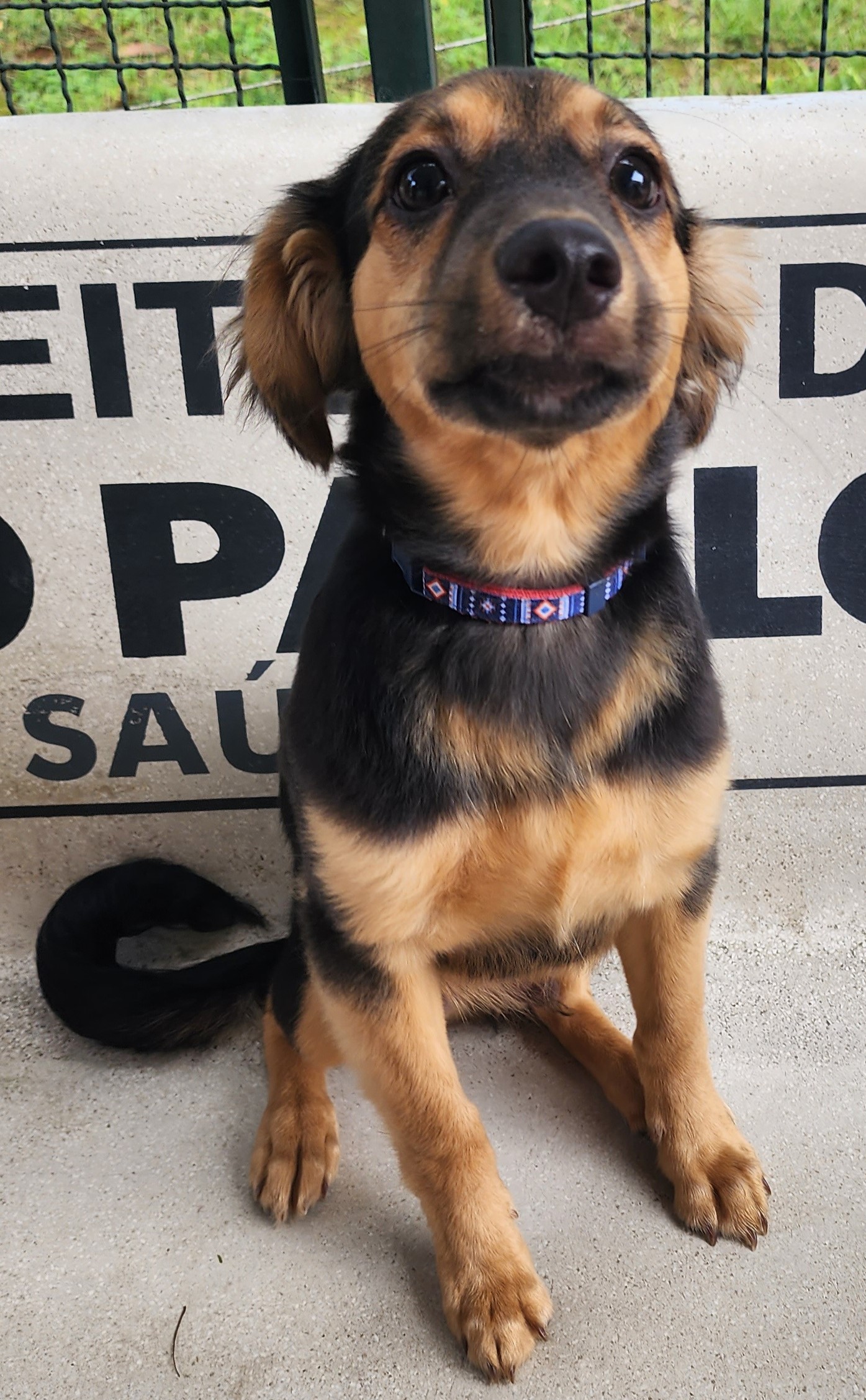 Zeca tem pelo preto mas seu peito e focinho são marrom, ele esta sentado.