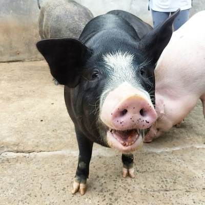 #PraCegoVer: porco de focinho rosado, pelagem preta e um tufo de pelo branco sobre o nariz, entre os olhos