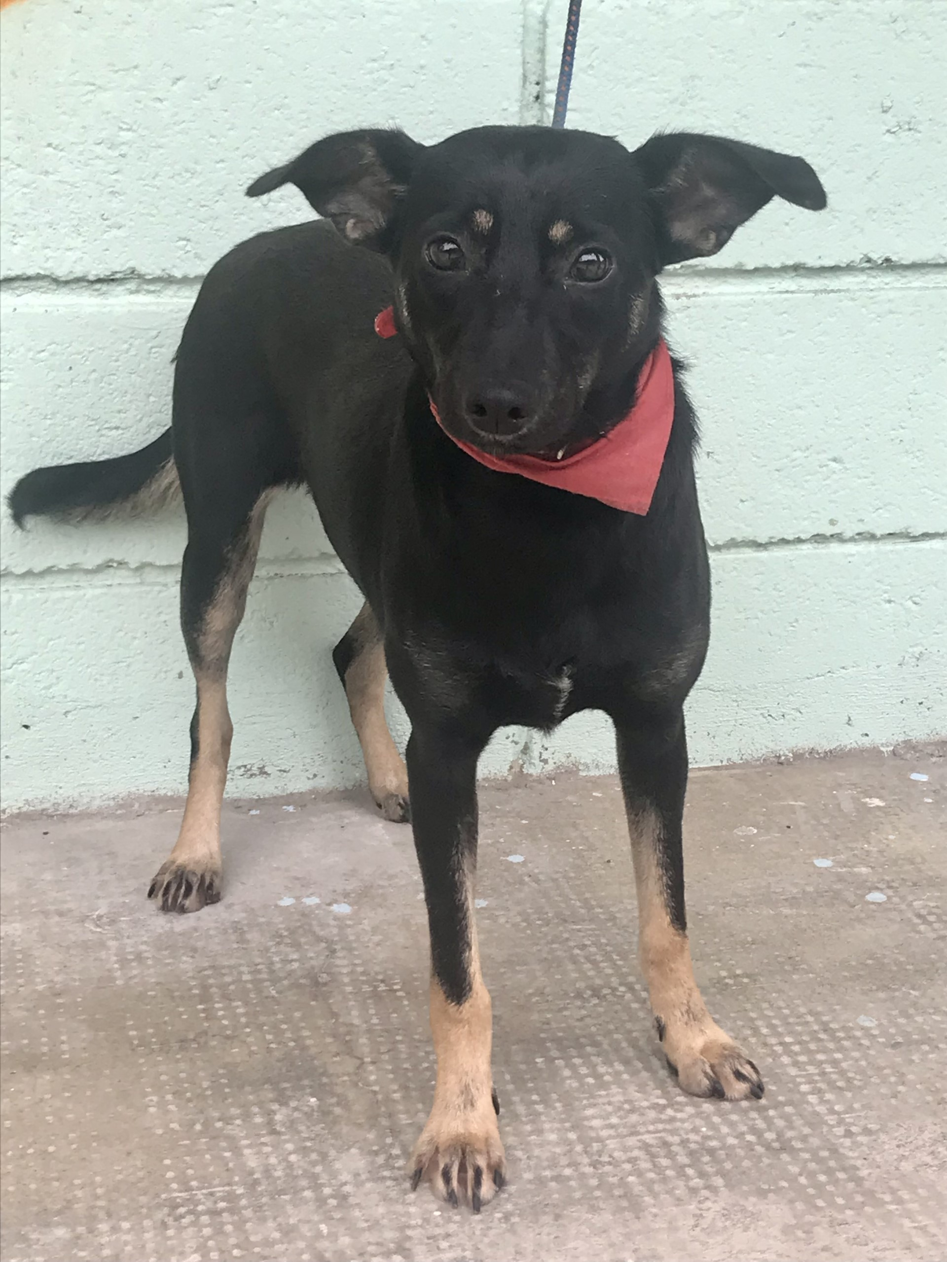 Zoe está na frente de um muro frente. Ela tem o pelo todo preto e está usando uma bandana vermelha.