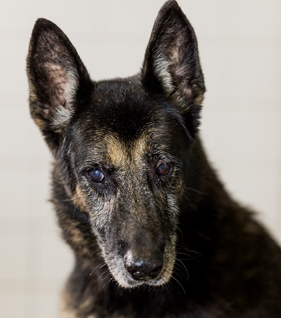 #PraCegoVer: Fotografia do cachorro Átila. Ele era de porte grande e sua cor era preto.