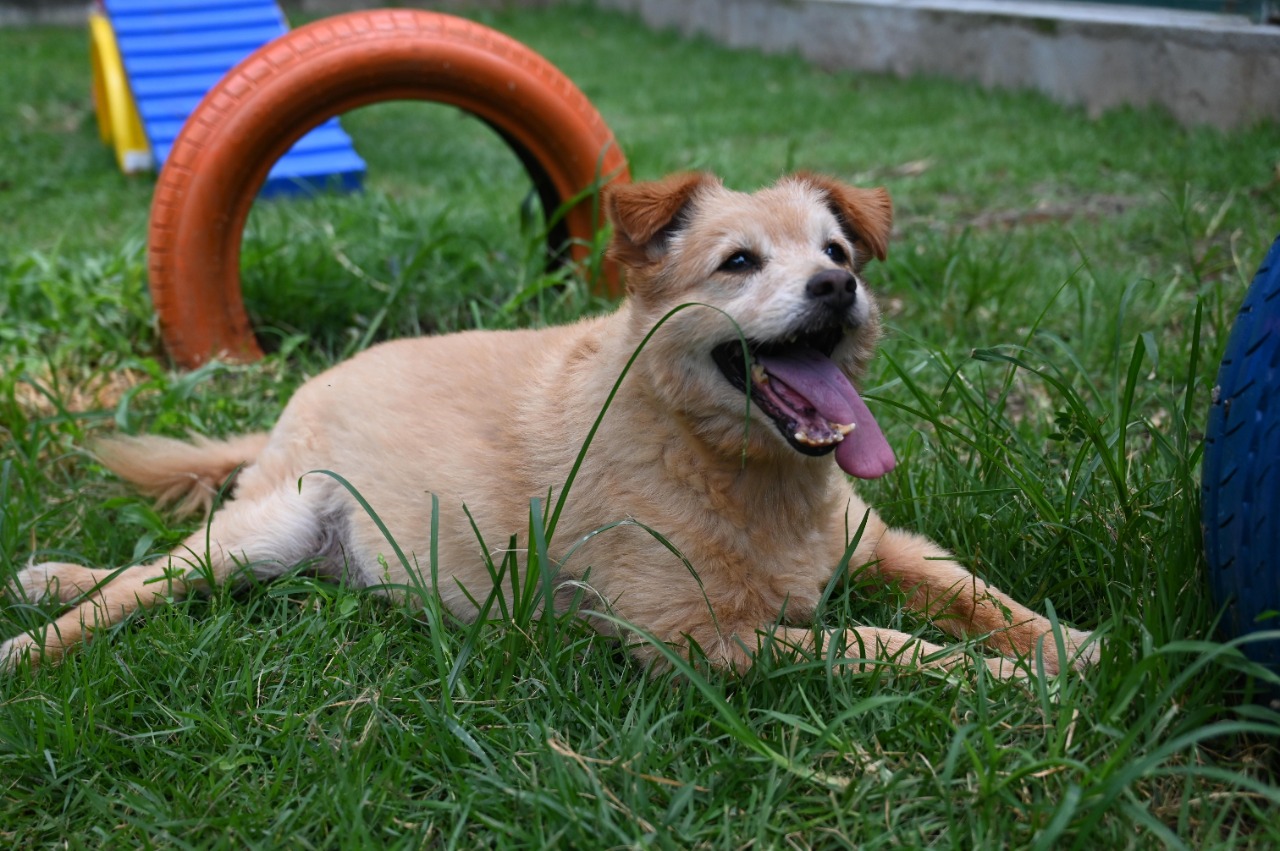 Na imagem há um cachorro de pelo amarelo deitado na grama verde. Ele está virado de lado com a língua para fora. Ao fundo há um pneu vermelho e um brinquedo azul.