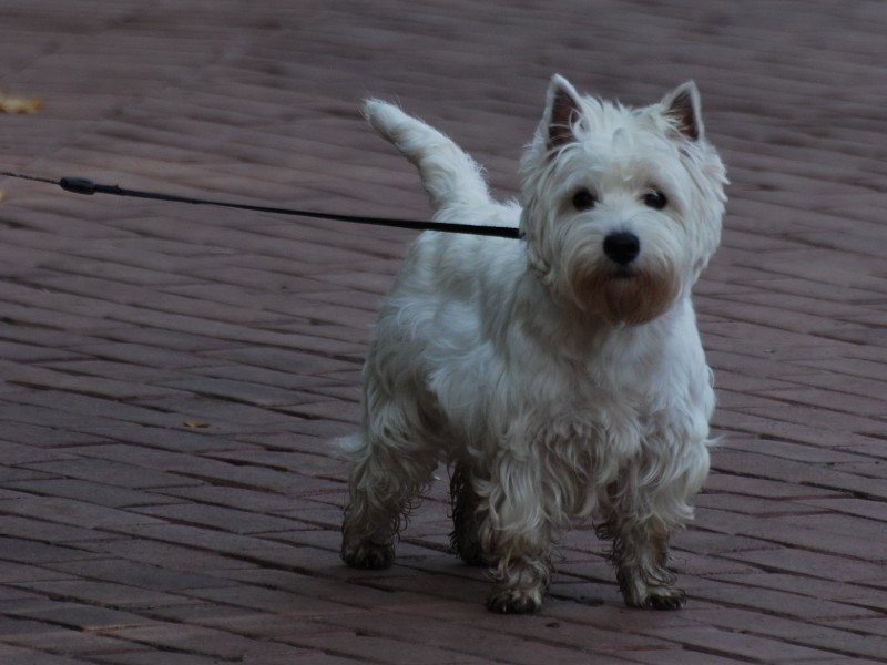 Cachorro de porte pequeno e pelos brancos. Ele está olhando de frente e caminhando sobre uma calçada marrom sendo segurado por uma guia com coleira