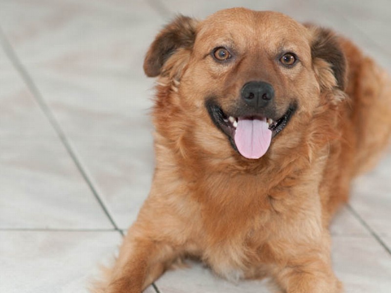 Um cão de cor caramelo está deitado no chão, olhando de frente. Ele tem olhos cor de mel e está com a língua para fora