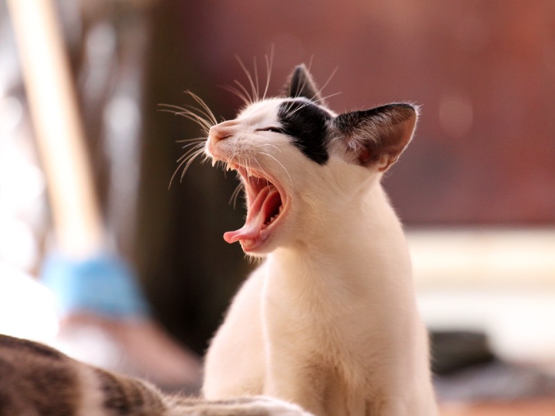 Um gatinho branco com uma mancha preta na cabecinha está bocejando. Ele também tem as orelhas pretas. O fundo da foto está desfocado