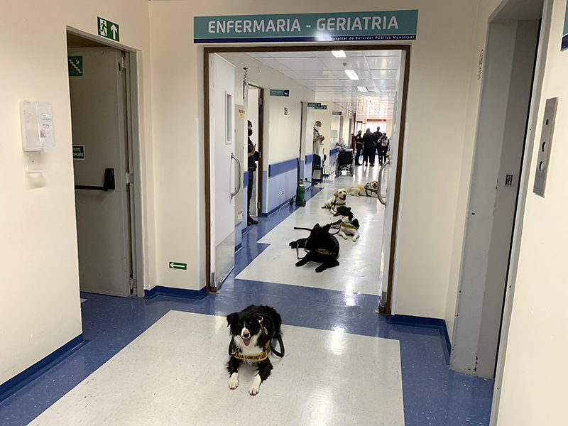 Cinoterapia
