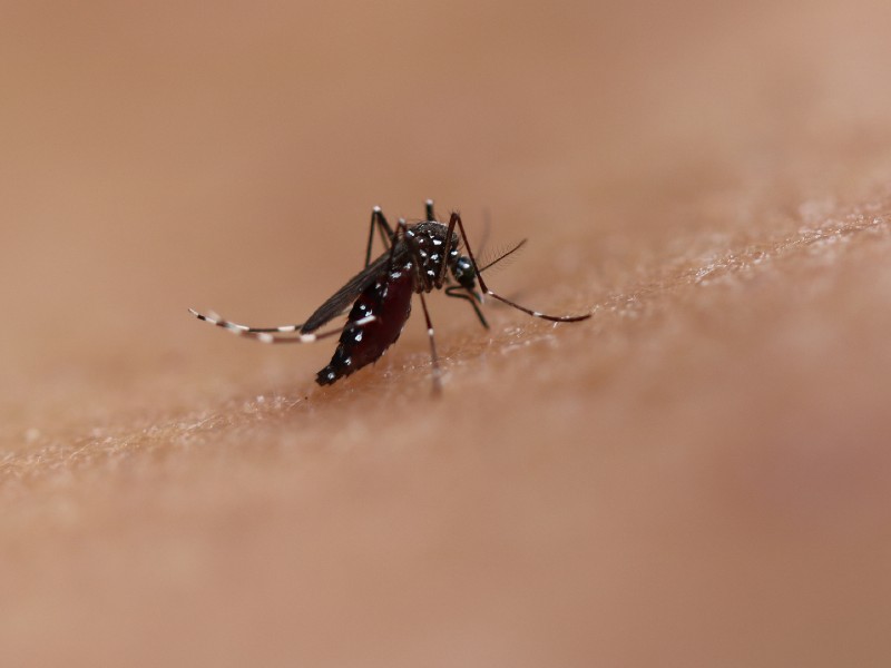 A foto mostra o mosquito Aedes aegypti, na cor preta e com manchas brancas pelo corpo sobre uma superfície que lembra a pele de uma pessoa clara