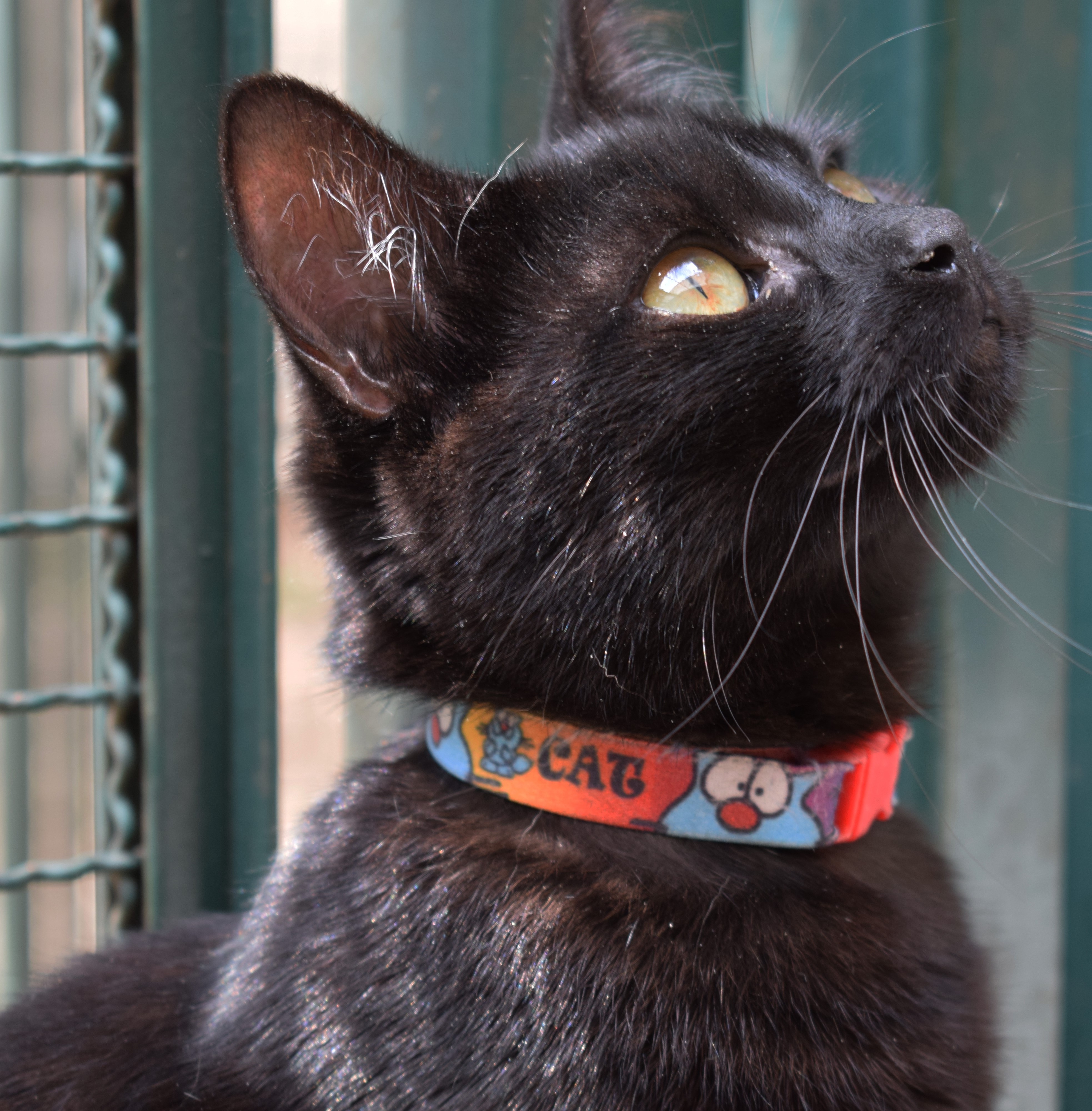 Ônix está sentado, olhando para cima. Ele tem o pelo preto e os olhos claros. O gato também usa uma coleira vermelha.