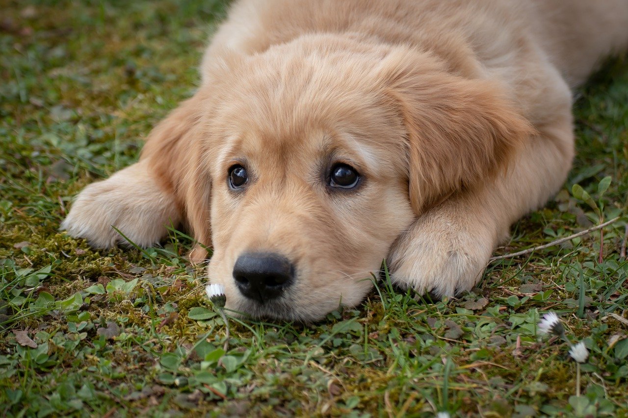 Imagem de um cachorrinho de cor bege deitado na grama, com fucinho e olhos pretos.