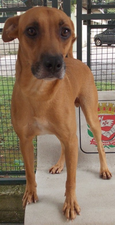 Cão macho, SRD, caramelo, em pé sobre um banco de concreto