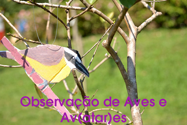 Observação de Aves e Av(atar)es