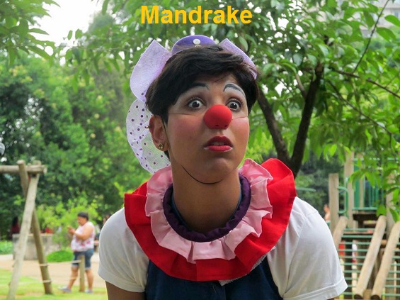 mandrake