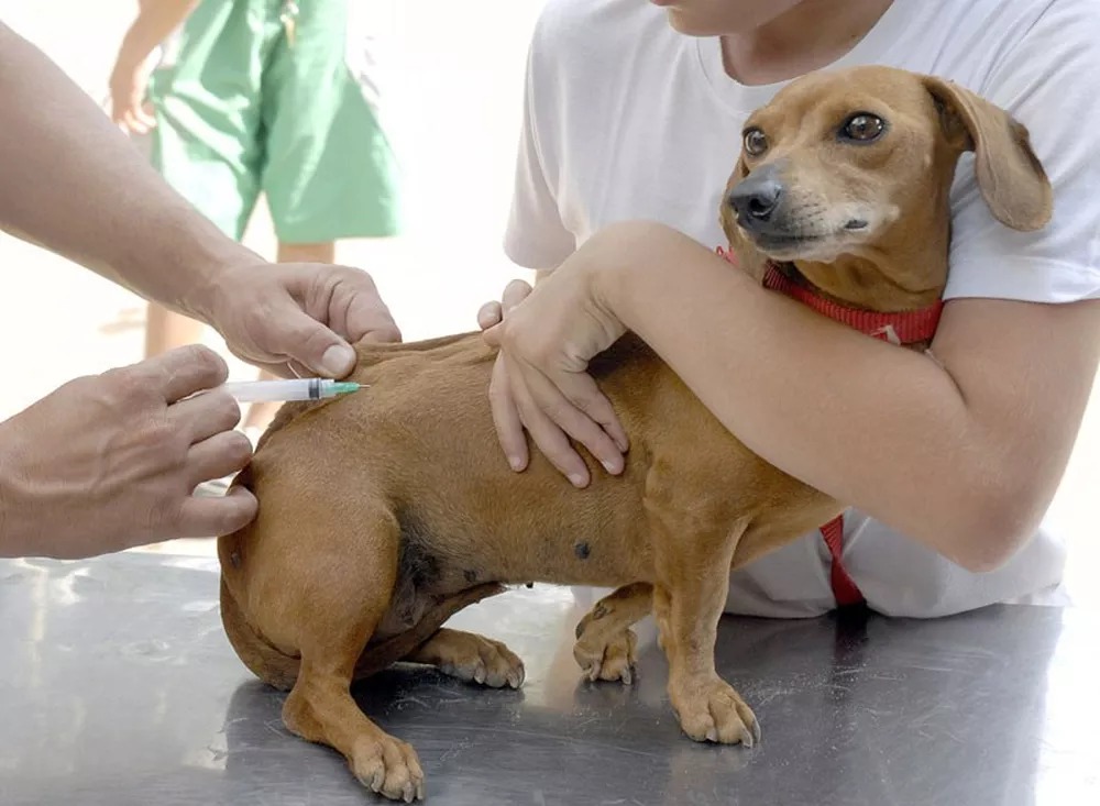 Cachorro recebendo a vacina contra a raiva, enquanto é segurado pelo seu tutor.