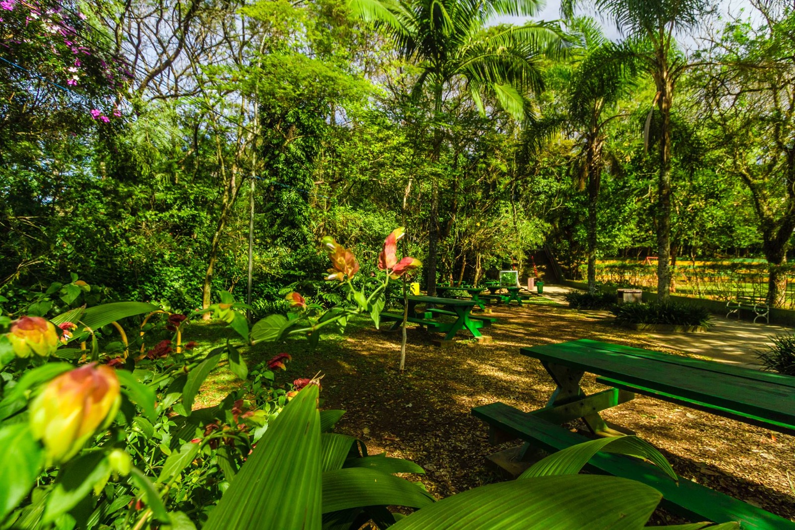 A imagem mostra uma área de piquenique do Parque do Carmo, na Zona Leste de São Paulo. Em primeiro plano, há flores e folhagens típicas da vegetação local. Ao fundo, aparecem várias mesas e bancos de madeira pintados de verde, dispostos sob a sombra das árvores, criando um ambiente agradável e convidativo para atividades ao ar livre, como refeições em grupo ou momentos de descanso.