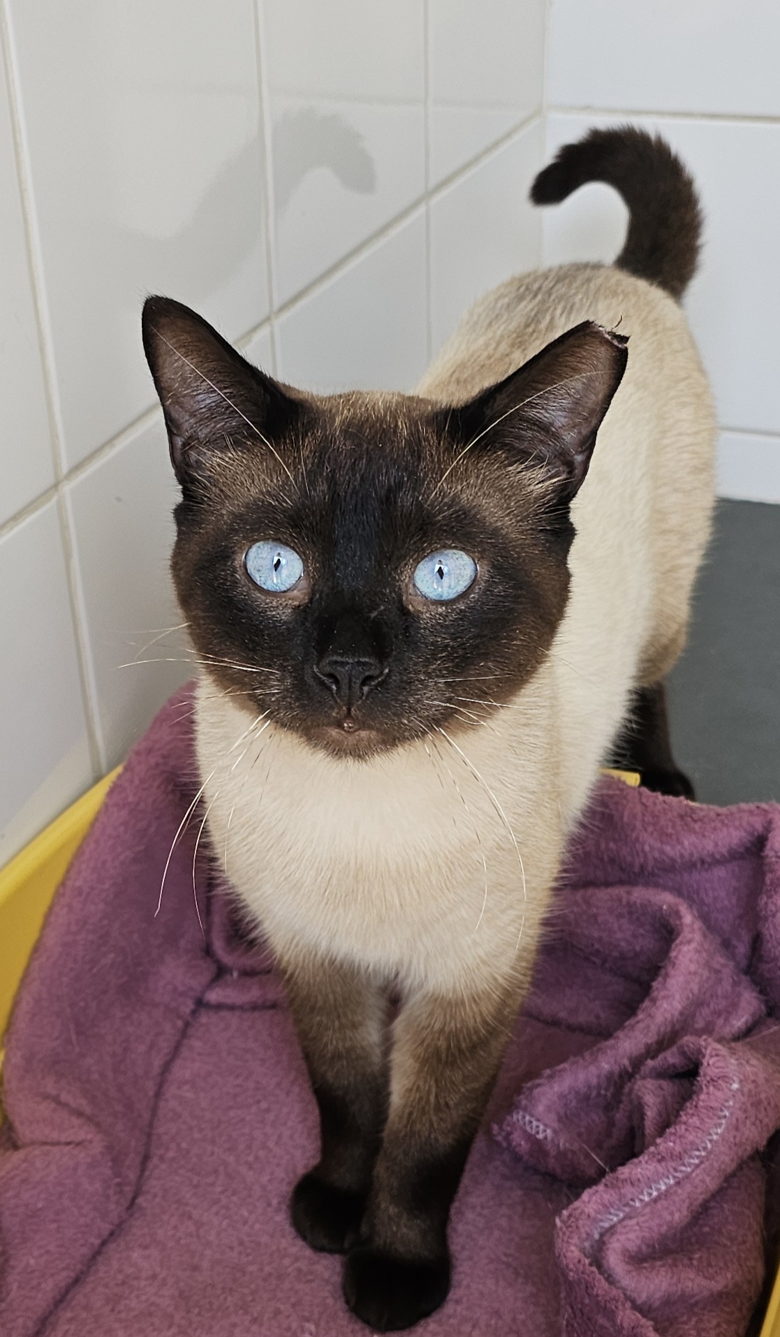 #PraCegoVer: Anúbis pe um gato de pelagem branca com manchas marrons e pretas no rosto, nas patinhas e no rabo, possui olhos azuis e está em pé olhando para frente.