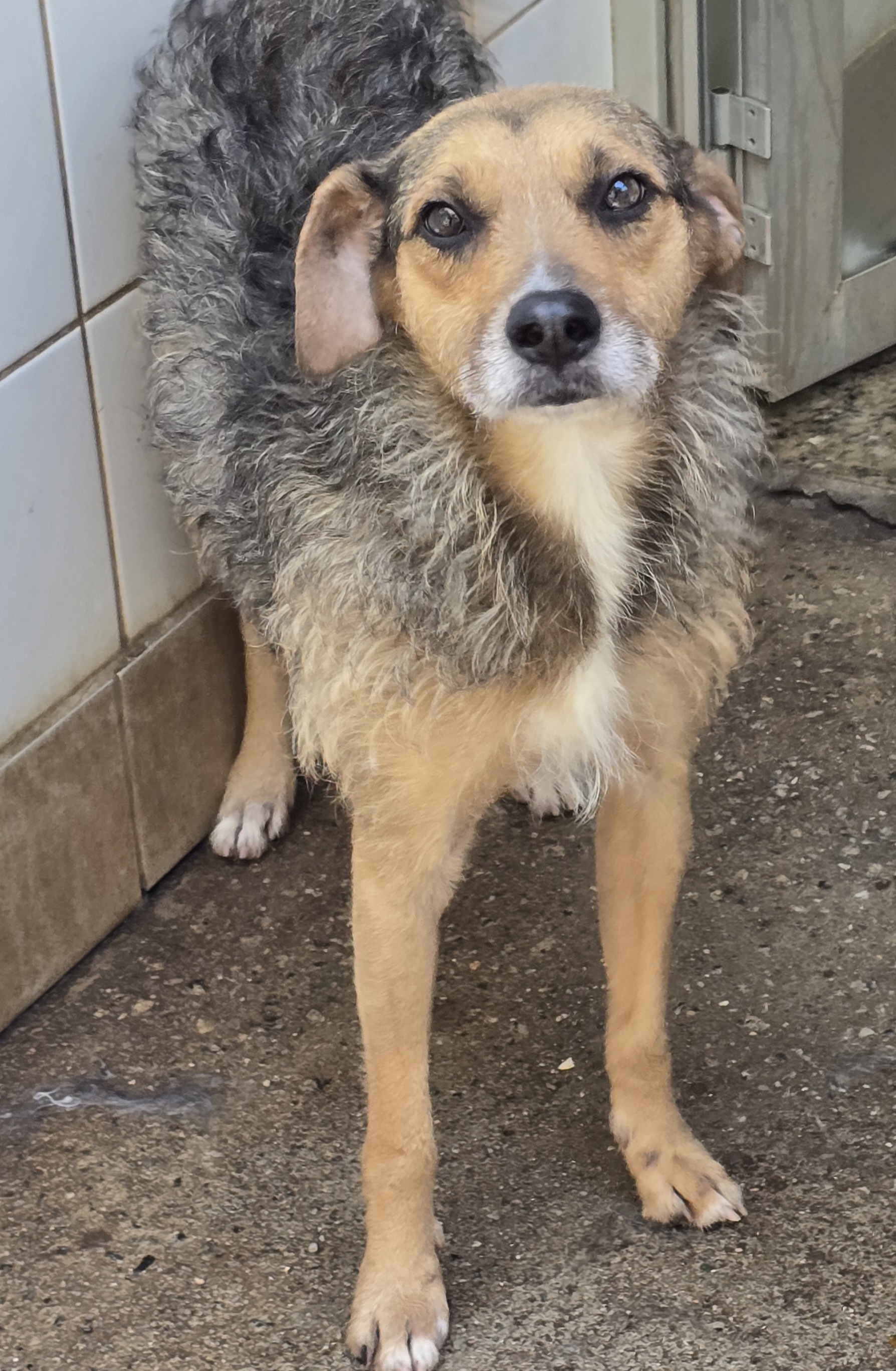 #PraCegoVer: Cacau é uma cachorra de pelagem marrom, com manchas brancas e pretas, possui olhos pretos e está em pé olhando para cima.