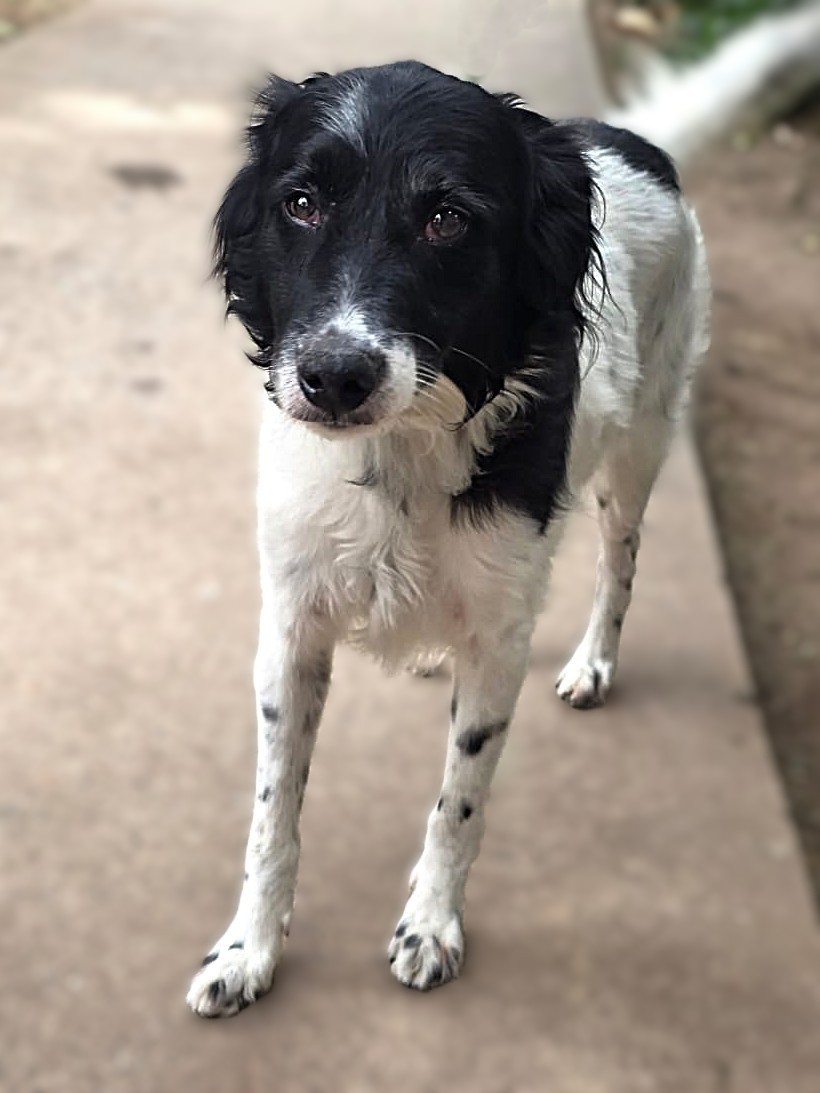 #PraCegoVer: Caio é um cachorro de pelagem branca com manchas pretas, possui os olhos marrons e está em pé olhando para cima. 