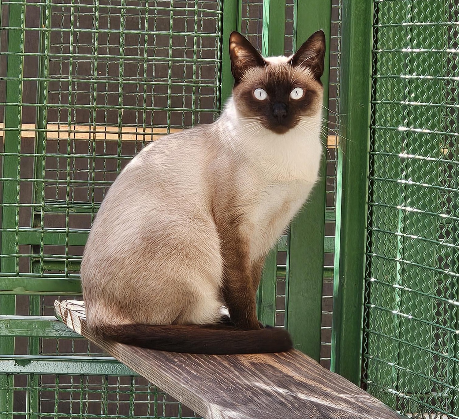 #PraCegoVer: Charlote é uma gata de pelagem branca com manchas marrons, possui olhos azuis e está sentada olhando para frente.