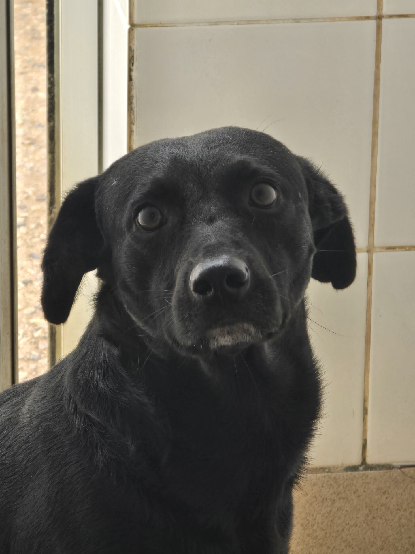#PraCegoVer: Chaves é um cachorro de pelagem inteira preta, possui olhos pretos, e está sentado olhando para frente.