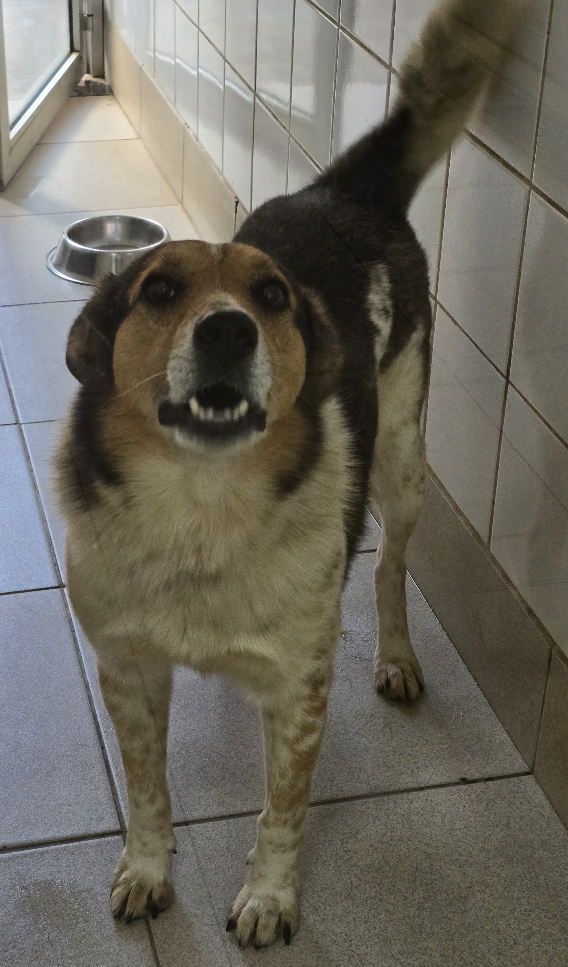 #PraCegoVer: Chico é um cachorro de pelagem branca com manchas pretas e marrons, possui olhos de cor marrom e está em pé olhando para cima. 