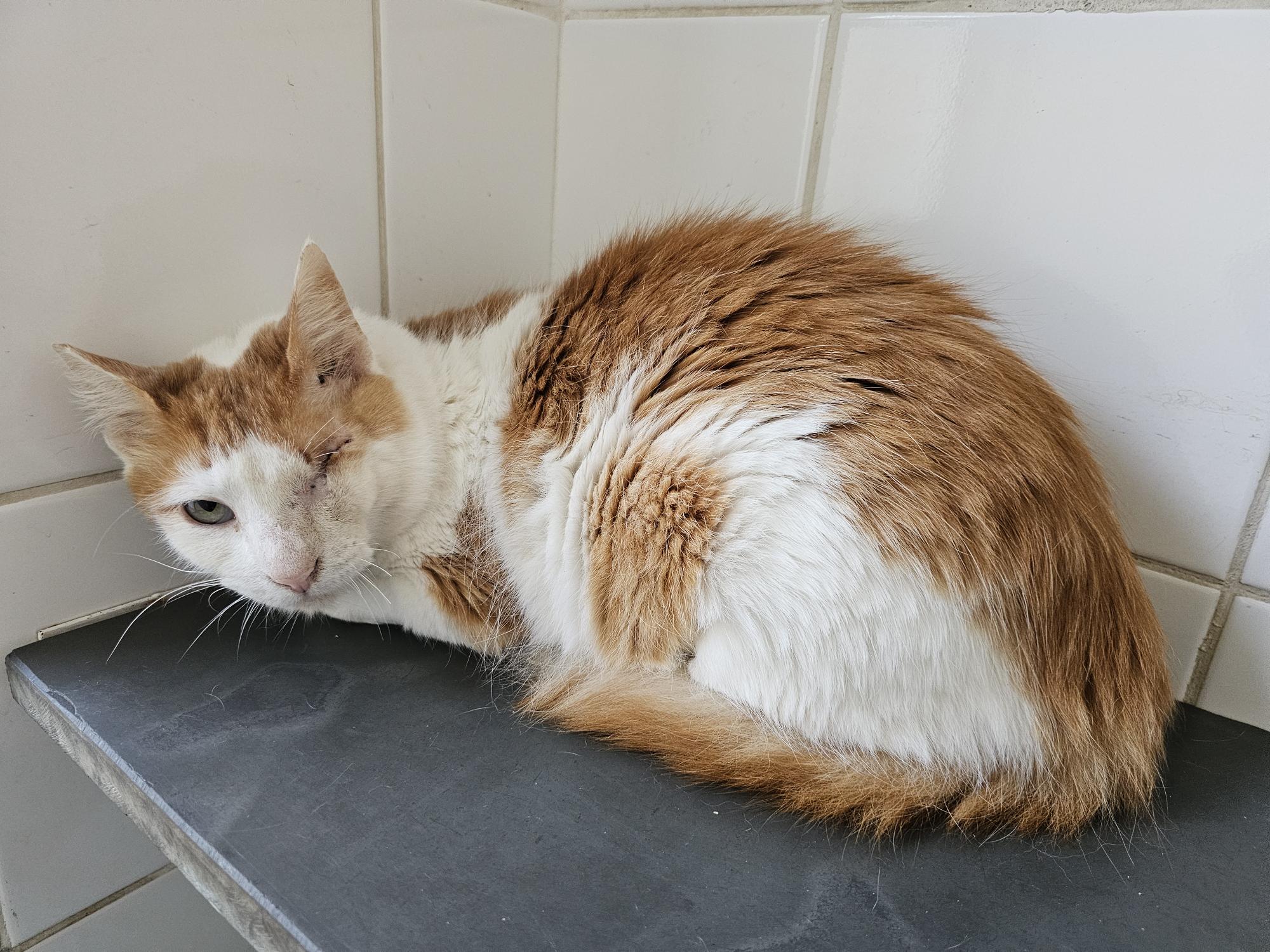 #PraCegoVer: Jasper é um gato de pelagem branca com manchas laranjas, possui um olho verde e está deitado olhando para frente.