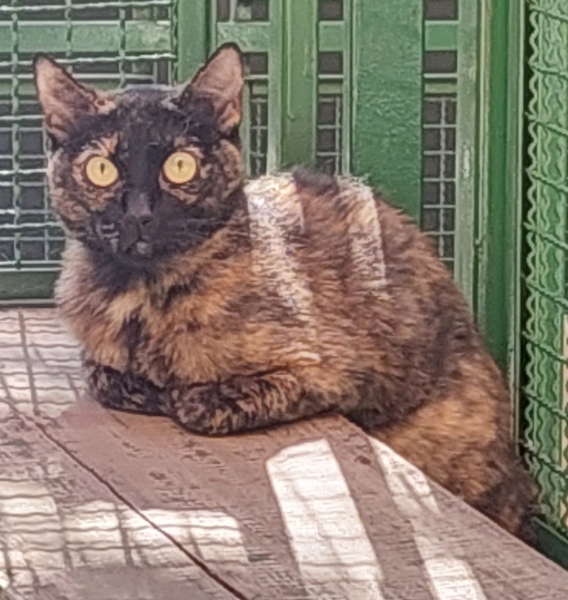 #PraCegoVer: Jennifer é uma gata de pelagem preta com manchas marrons, possui olhos verdes e está deitada olhando para frente. 