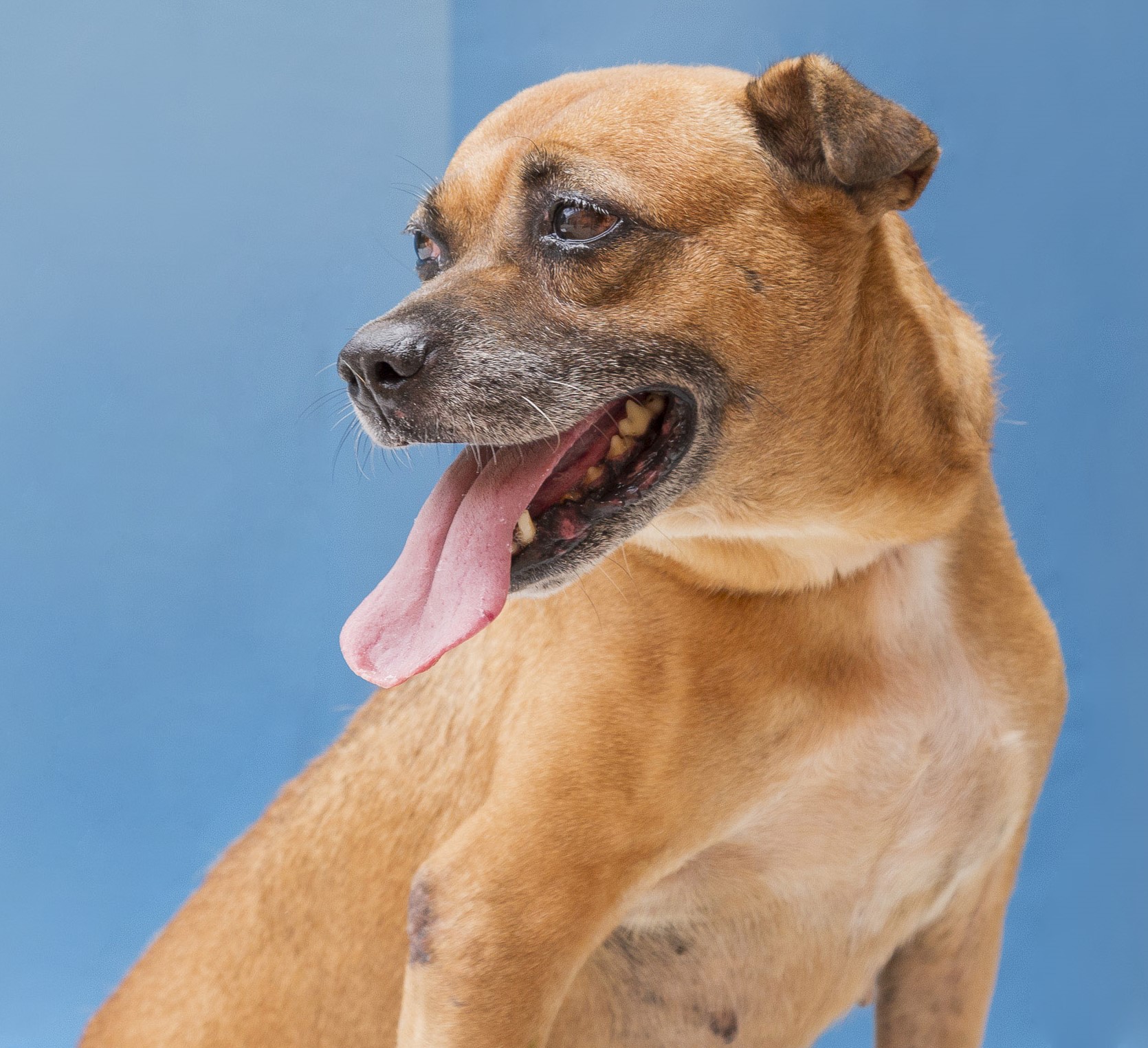 #PraCegoVer: Margarida é uma cachorra de pelagem marrom, olhos castanhos e está sentada olhando para o lado.