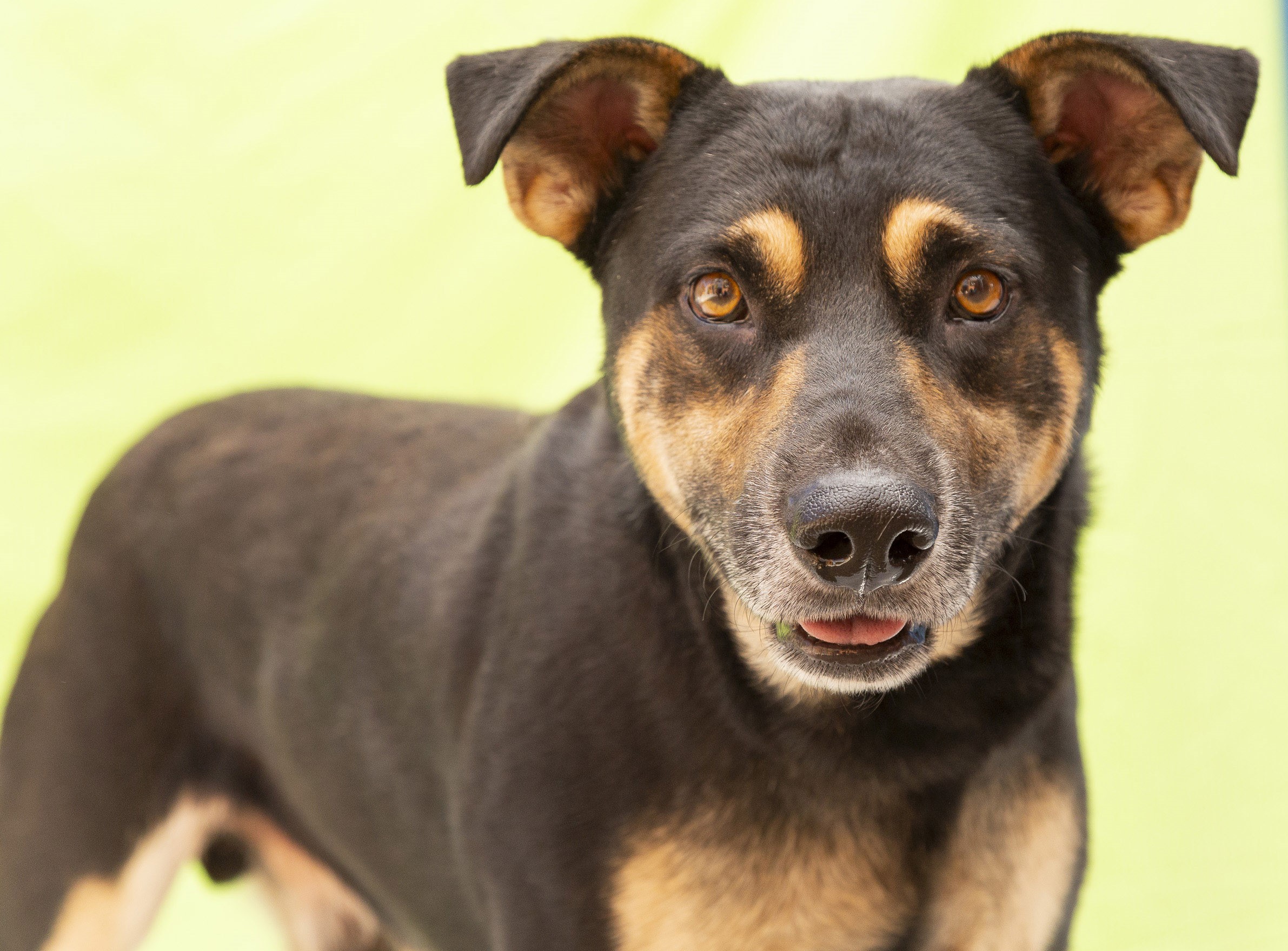 #PraCegoVer: Mocotó é um cachorro de pelagem preta com manchas marrons, possui os olhos marrons e está em pé, num fundo verde, olhando para frente  
