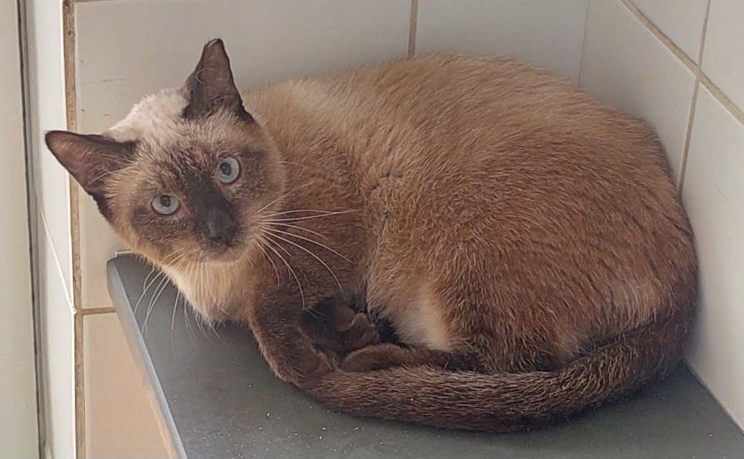 #PraCegoVer: Nilo é um gato de pelagem branca com manchas marrons, possui olhos azuis e está deitado olhando para frente. 