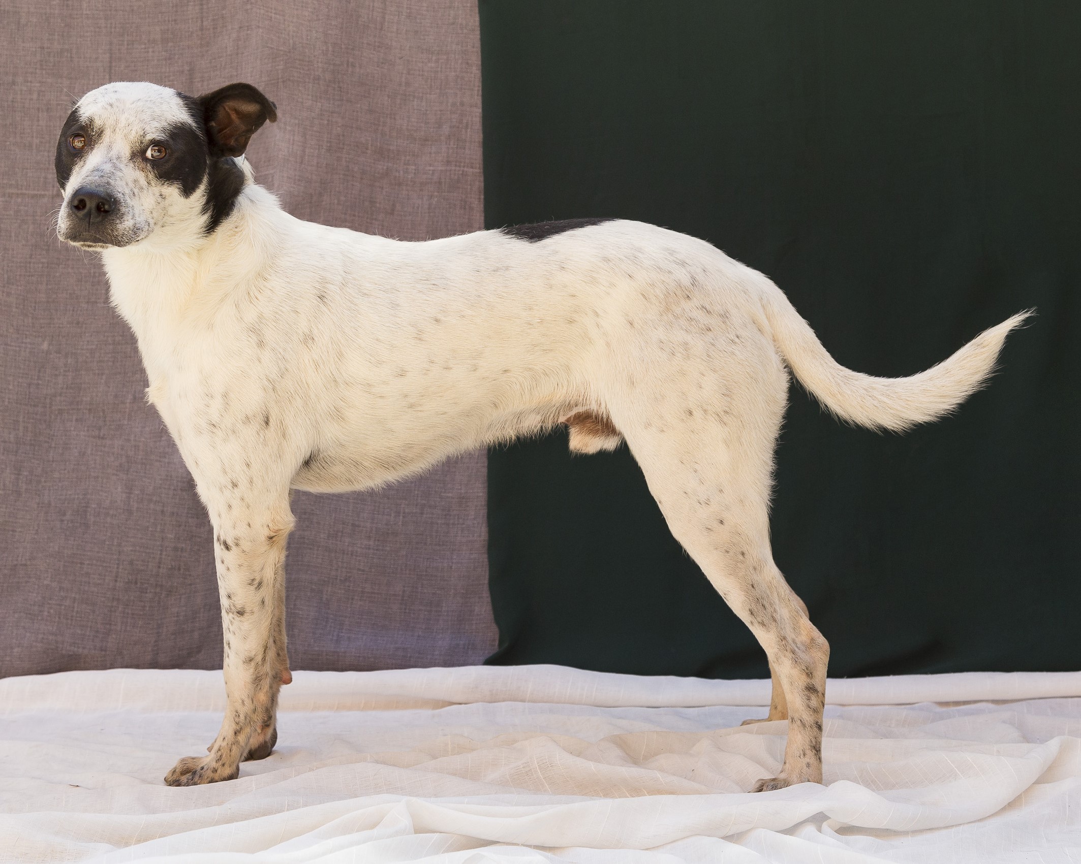 #PraCegoVer: Panda é um cachorro de pelagem curta, de cor branca com manchas pretas, possui olhos marrons e está em pé olhando para o lado.