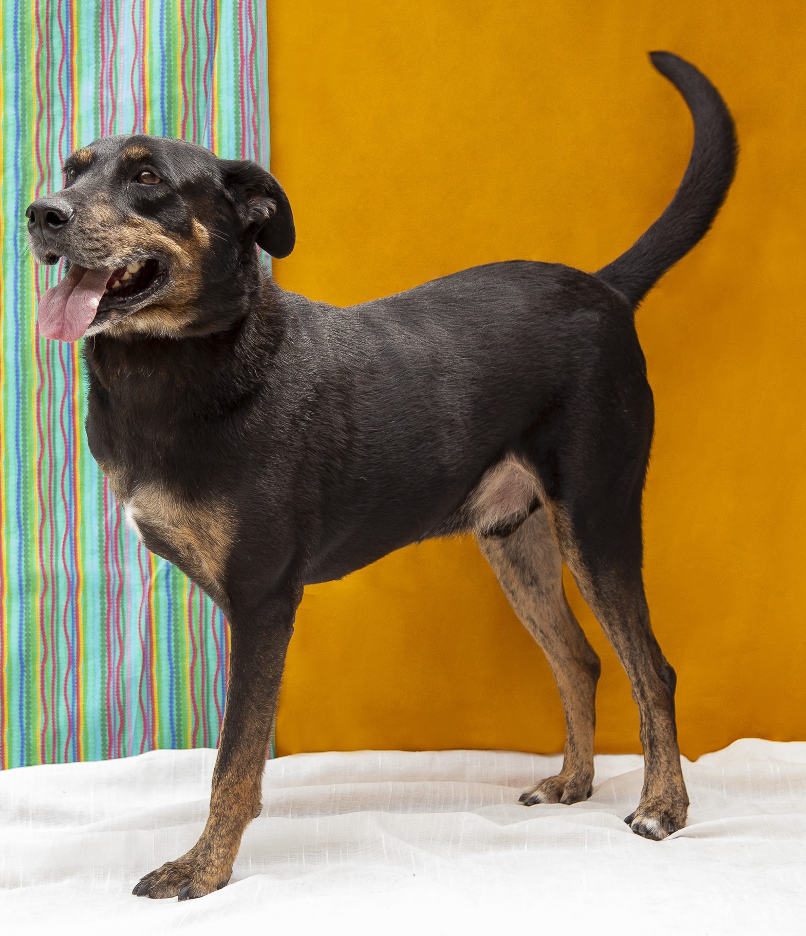 #PraCegoVer: Tadeu é um cachorro de pelagem preta com manchas marrons, olhos pretos e está em pé olhando para a frente.