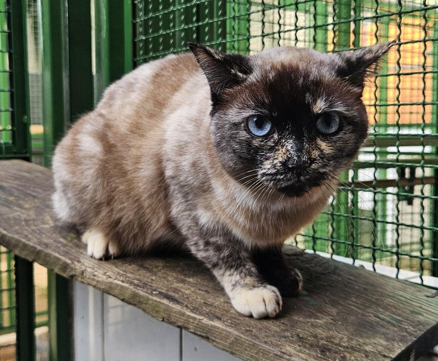 #PraCegoVer: Tigrinha é uma gata de pelagem marrom com manchas pretas e brancas, possui olhos azuis e está deitada olhando para frente.