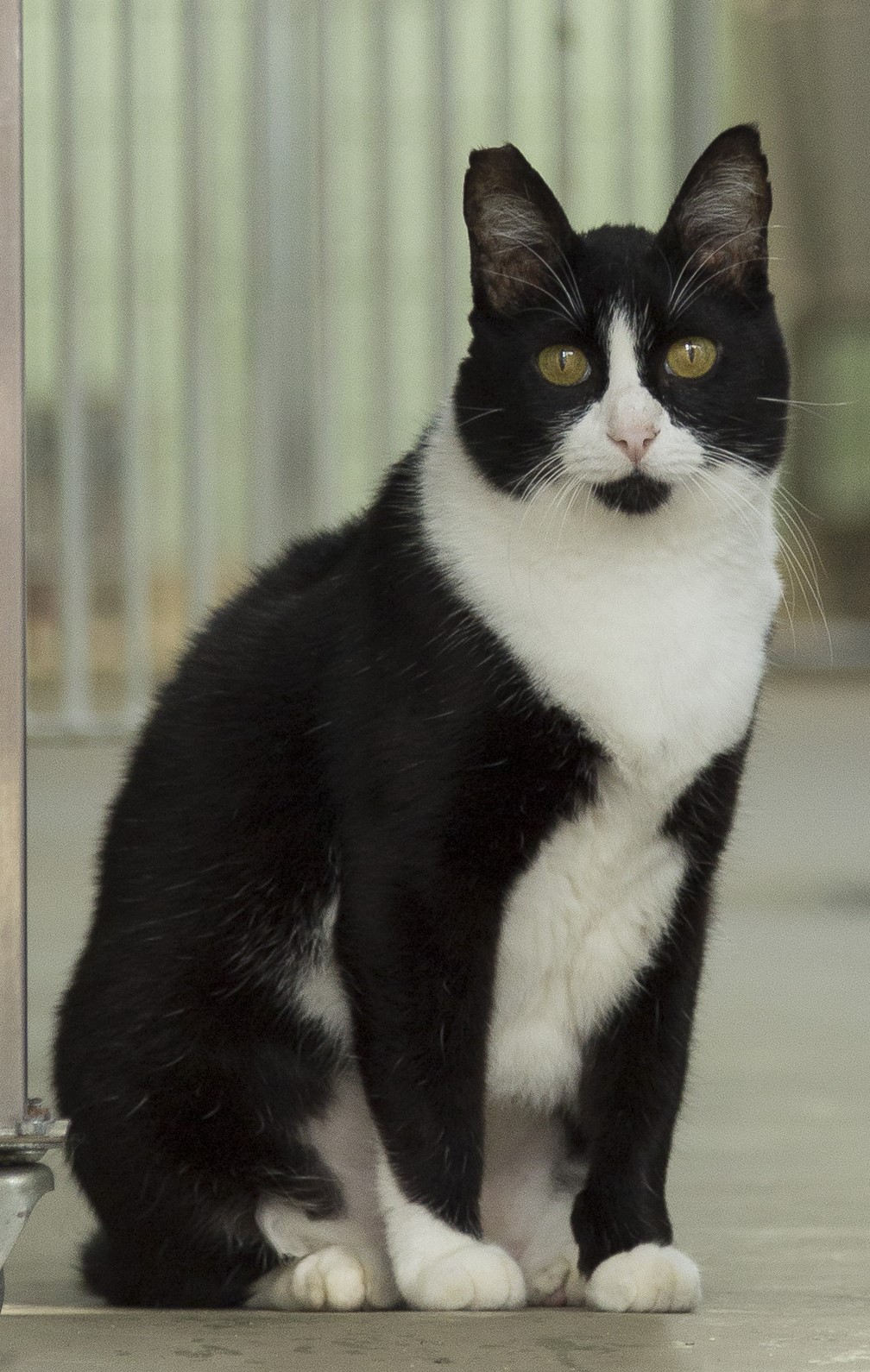 #PraCegoVer: Xororó é um gato de pelagem preta com manchas brancas, olhos amarelos e está sentado olhando para frente